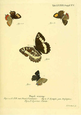 Reproducción/Reproduction 6102759273: Die Schmetterlinge in Abbildungen nach der Natur. v.1 plates. Leipzig :T.O. Weigel,[1829-1839] 