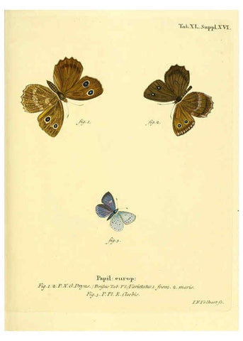 Reproducción/Reproduction 6103305844: Die Schmetterlinge in Abbildungen nach der Natur. v.1 plates. Leipzig :T.O. Weigel,[1829-1839] 