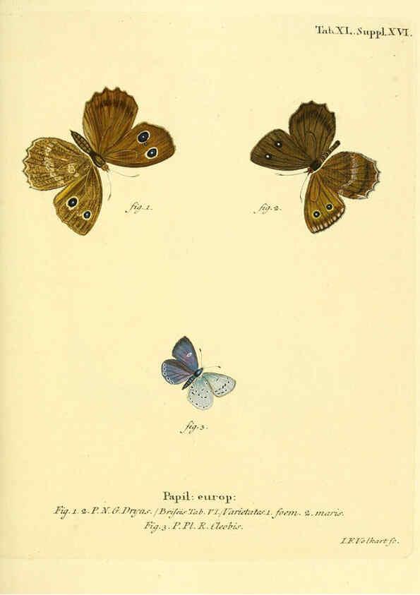 Reproducción/Reproduction 6103305844: Die Schmetterlinge in Abbildungen nach der Natur. v.1 plates. Leipzig :T.O. Weigel,[1829-1839] 