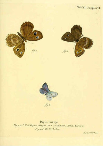 Reproducción/Reproduction 6103305844: Die Schmetterlinge in Abbildungen nach der Natur. v.1 plates. Leipzig :T.O. Weigel,[1829-1839] 