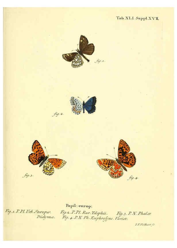 Reproducción/Reproduction 6102759915: Die Schmetterlinge in Abbildungen nach der Natur. v.1 plates. Leipzig :T.O. Weigel,[1829-1839] 