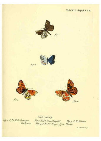 Reproducción/Reproduction 6102759915: Die Schmetterlinge in Abbildungen nach der Natur. v.1 plates. Leipzig :T.O. Weigel,[1829-1839] 