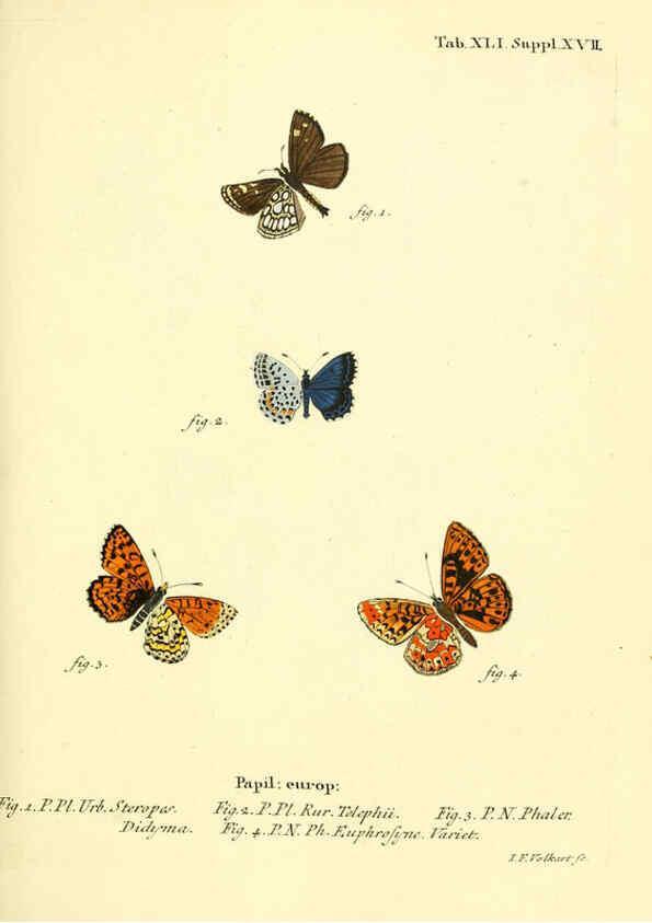 Reproducción/Reproduction 6102759915: Die Schmetterlinge in Abbildungen nach der Natur. v.1 plates. Leipzig :T.O. Weigel,[1829-1839] 