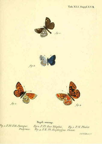Reproducción/Reproduction 6102759915: Die Schmetterlinge in Abbildungen nach der Natur. v.1 plates. Leipzig :T.O. Weigel,[1829-1839] 