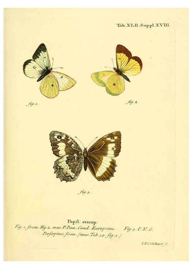 Reproducción/Reproduction 6103306506: Die Schmetterlinge in Abbildungen nach der Natur. v.1 plates. Leipzig :T.O. Weigel,[1829-1839] 