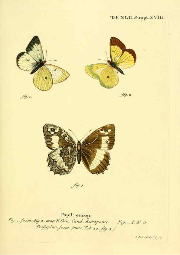 Reproducción/Reproduction 6103306506: Die Schmetterlinge in Abbildungen nach der Natur. v.1 plates. Leipzig :T.O. Weigel,[1829-1839] 