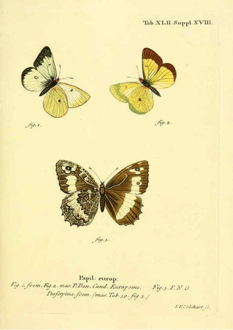 Reproducción/Reproduction 6103306506: Die Schmetterlinge in Abbildungen nach der Natur. v.1 plates. Leipzig :T.O. Weigel,[1829-1839] 