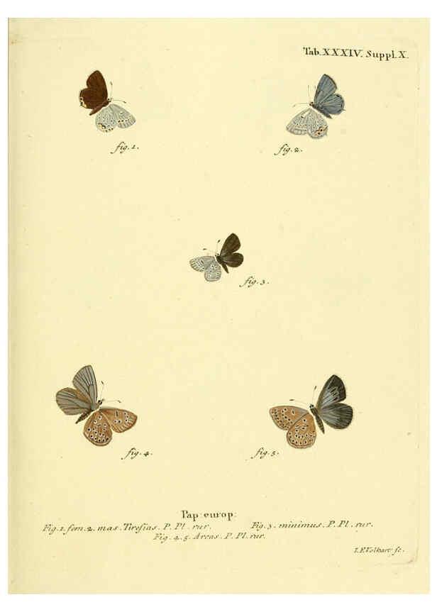 Reproducción/Reproduction 6103303920: Die Schmetterlinge in Abbildungen nach der Natur. v.1 plates. Leipzig :T.O. Weigel,[1829-1839] 