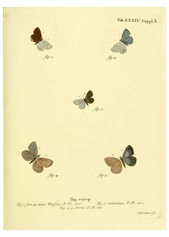 Reproducción/Reproduction 6103303920: Die Schmetterlinge in Abbildungen nach der Natur. v.1 plates. Leipzig :T.O. Weigel,[1829-1839] 
