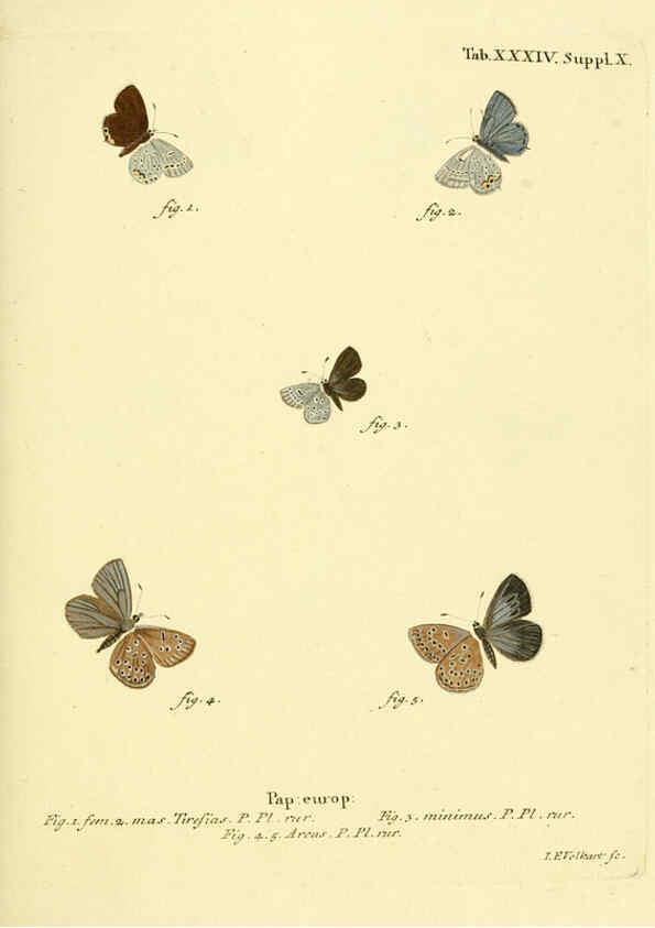 Reproducción/Reproduction 6103303920: Die Schmetterlinge in Abbildungen nach der Natur. v.1 plates. Leipzig :T.O. Weigel,[1829-1839] 
