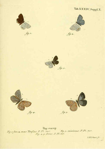 Reproducción/Reproduction 6103303920: Die Schmetterlinge in Abbildungen nach der Natur. v.1 plates. Leipzig :T.O. Weigel,[1829-1839] 