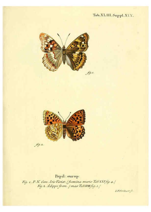 Reproducción/Reproduction 6103306792: Die Schmetterlinge in Abbildungen nach der Natur. v.1 plates. Leipzig :T.O. Weigel,[1829-1839] 