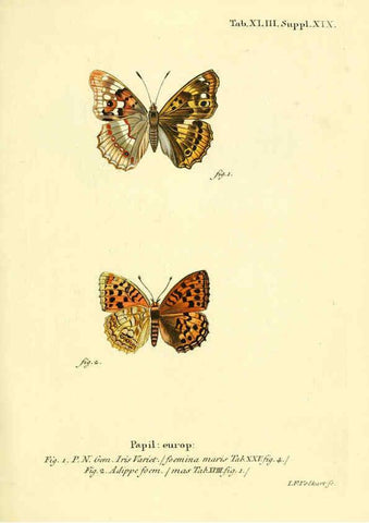 Reproducción/Reproduction 6103306792: Die Schmetterlinge in Abbildungen nach der Natur. v.1 plates. Leipzig :T.O. Weigel,[1829-1839] 