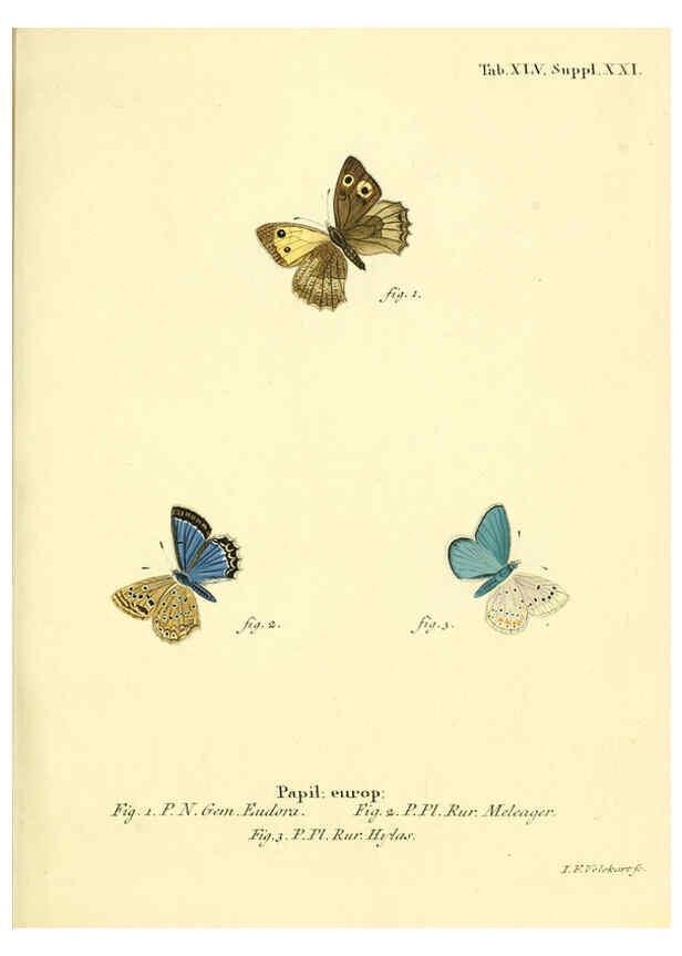 Reproducción/Reproduction 6103307312: Die Schmetterlinge in Abbildungen nach der Natur. v.1 plates. Leipzig :T.O. Weigel,[1829-1839] 