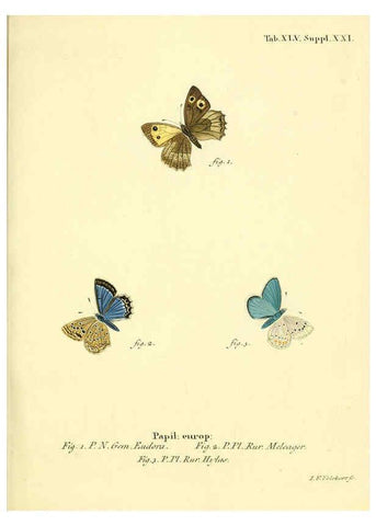 Reproducción/Reproduction 6103307312: Die Schmetterlinge in Abbildungen nach der Natur. v.1 plates. Leipzig :T.O. Weigel,[1829-1839] 