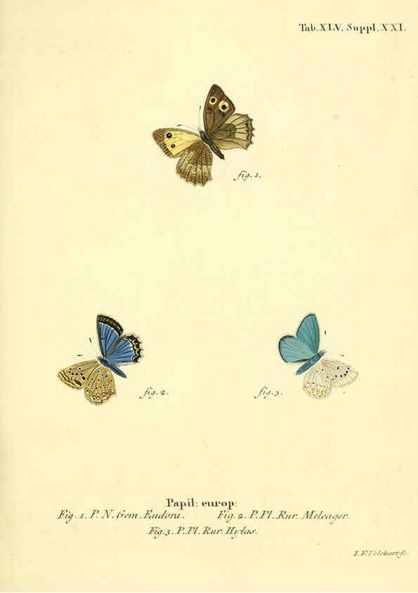 Reproducción/Reproduction 6103307312: Die Schmetterlinge in Abbildungen nach der Natur. v.1 plates. Leipzig :T.O. Weigel,[1829-1839] 
