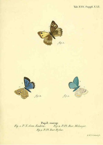 Reproducción/Reproduction 6103307312: Die Schmetterlinge in Abbildungen nach der Natur. v.1 plates. Leipzig :T.O. Weigel,[1829-1839] 