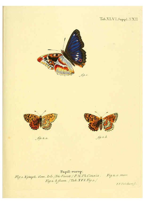 Reproducción/Reproduction 6103307606: Die Schmetterlinge in Abbildungen nach der Natur. v.1 plates. Leipzig :T.O. Weigel,[1829-1839] 