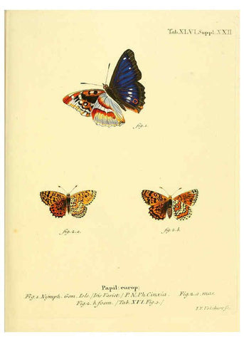 Reproducción/Reproduction 6103307606: Die Schmetterlinge in Abbildungen nach der Natur. v.1 plates. Leipzig :T.O. Weigel,[1829-1839] 