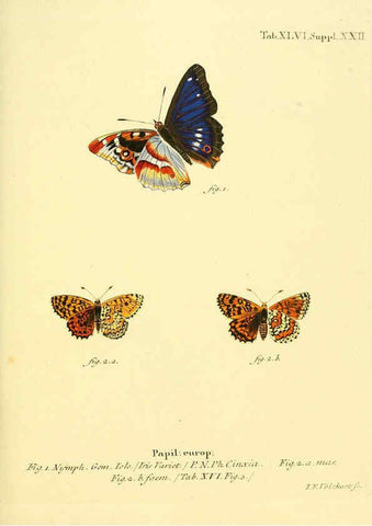 Reproducción/Reproduction 6103307606: Die Schmetterlinge in Abbildungen nach der Natur. v.1 plates. Leipzig :T.O. Weigel,[1829-1839] 