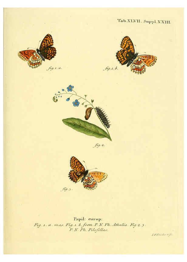 Reproducción/Reproduction 6102761561: Die Schmetterlinge in Abbildungen nach der Natur. v.1 plates. Leipzig :T.O. Weigel,[1829-1839] 