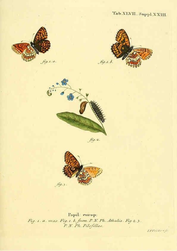 Reproducción/Reproduction 6102761561: Die Schmetterlinge in Abbildungen nach der Natur. v.1 plates. Leipzig :T.O. Weigel,[1829-1839] 