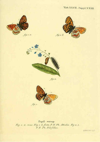 Reproducción/Reproduction 6102761561: Die Schmetterlinge in Abbildungen nach der Natur. v.1 plates. Leipzig :T.O. Weigel,[1829-1839] 