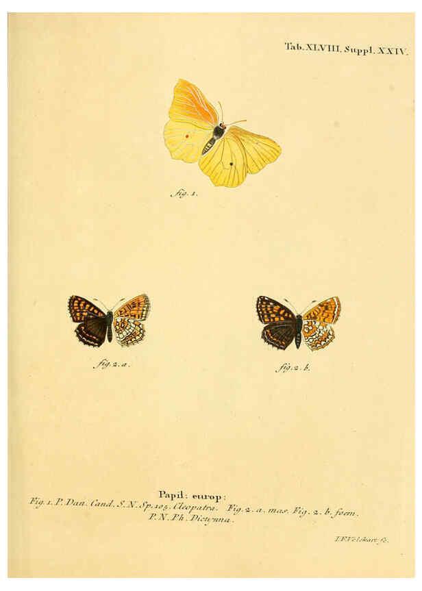 Reproducción/Reproduction 6103308074: Die Schmetterlinge in Abbildungen nach der Natur. v.1 plates. Leipzig :T.O. Weigel,[1829-1839] 