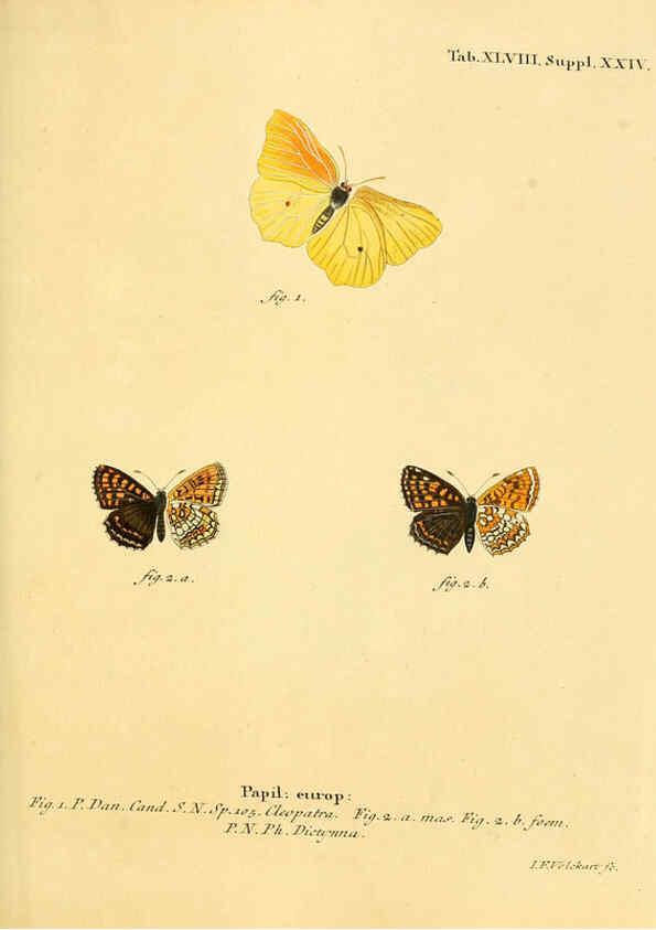 Reproducción/Reproduction 6103308074: Die Schmetterlinge in Abbildungen nach der Natur. v.1 plates. Leipzig :T.O. Weigel,[1829-1839] 
