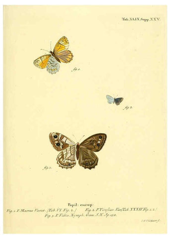 Reproducción/Reproduction 6103308308: Die Schmetterlinge in Abbildungen nach der Natur. v.1 plates. Leipzig :T.O. Weigel,[1829-1839] 