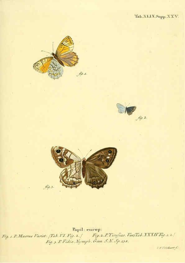 Reproducción/Reproduction 6103308308: Die Schmetterlinge in Abbildungen nach der Natur. v.1 plates. Leipzig :T.O. Weigel,[1829-1839] 