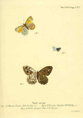 Reproducción/Reproduction 6103308308: Die Schmetterlinge in Abbildungen nach der Natur. v.1 plates. Leipzig :T.O. Weigel,[1829-1839] 