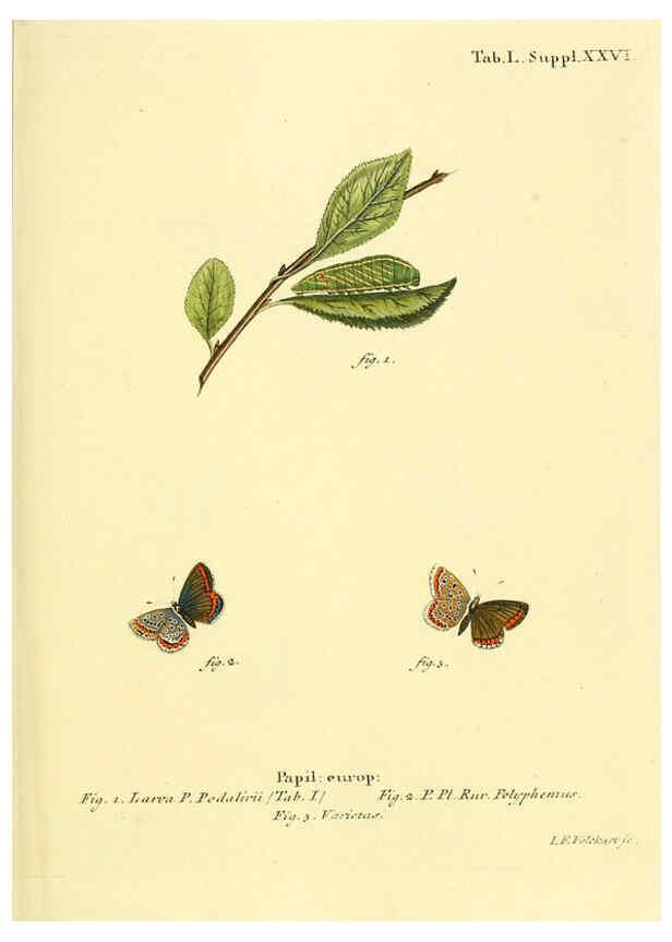 Reproducción/Reproduction 6103308758: Die Schmetterlinge in Abbildungen nach der Natur. v.1 plates. Leipzig :T.O. Weigel,[1829-1839] 