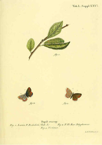 Reproducción/Reproduction 6103308758: Die Schmetterlinge in Abbildungen nach der Natur. v.1 plates. Leipzig :T.O. Weigel,[1829-1839] 