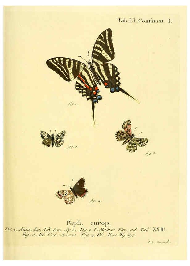 Reproducción/Reproduction 6103309030: Die Schmetterlinge in Abbildungen nach der Natur. v.1 plates. Leipzig :T.O. Weigel,[1829-1839] 