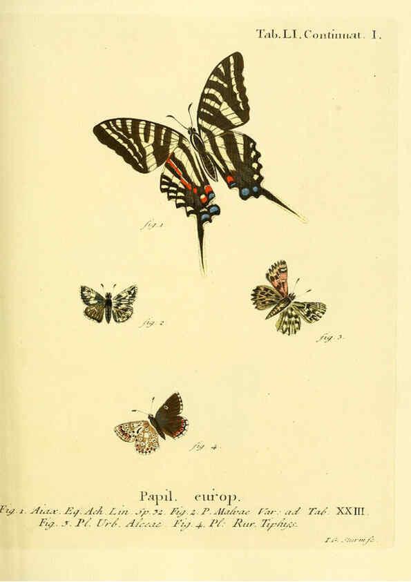 Reproducción/Reproduction 6103309030: Die Schmetterlinge in Abbildungen nach der Natur. v.1 plates. Leipzig :T.O. Weigel,[1829-1839] 