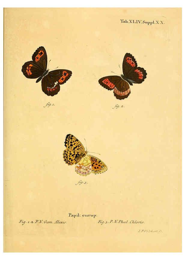 Reproducción/Reproduction 6103307040: Die Schmetterlinge in Abbildungen nach der Natur. v.1 plates. Leipzig :T.O. Weigel,[1829-1839] 