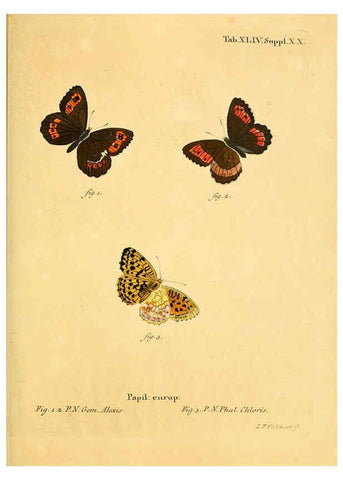 Reproducción/Reproduction 6103307040: Die Schmetterlinge in Abbildungen nach der Natur. v.1 plates. Leipzig :T.O. Weigel,[1829-1839] 