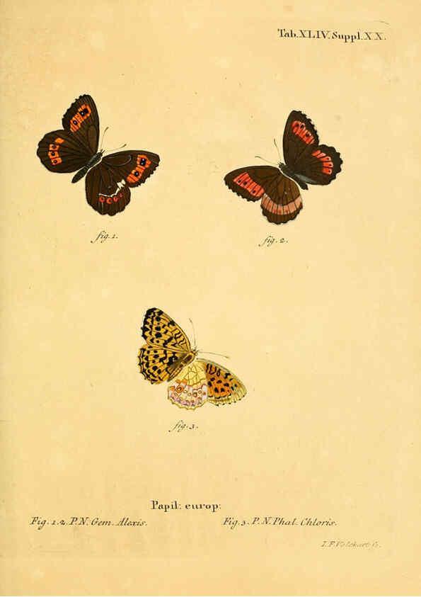 Reproducción/Reproduction 6103307040: Die Schmetterlinge in Abbildungen nach der Natur. v.1 plates. Leipzig :T.O. Weigel,[1829-1839] 