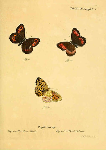 Reproducción/Reproduction 6103307040: Die Schmetterlinge in Abbildungen nach der Natur. v.1 plates. Leipzig :T.O. Weigel,[1829-1839] 