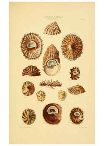 Reproducción/Reproduction 6103393808: Thesaurus conchyliorum, or, Monographs of genera of shells v.5 plates. London :Sowerby ...,1847-1887