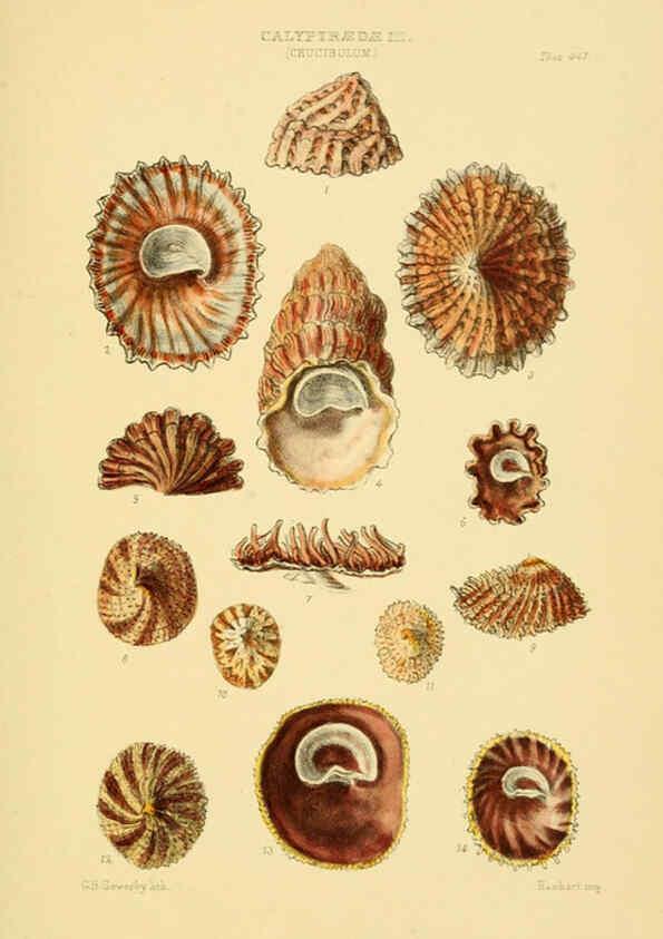 Reproducción/Reproduction 6103393808: Thesaurus conchyliorum, or, Monographs of genera of shells v.5 plates. London :Sowerby ...,1847-1887