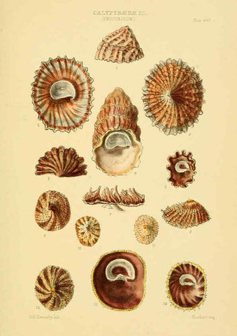 Reproducción/Reproduction 6103393808: Thesaurus conchyliorum, or, Monographs of genera of shells v.5 plates. London :Sowerby ...,1847-1887