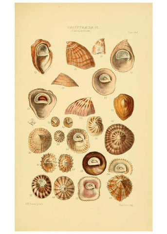 Reproducción/Reproduction 6102847891: Thesaurus conchyliorum, or, Monographs of genera of shells v.5 plates. London :Sowerby ...,1847-1887
