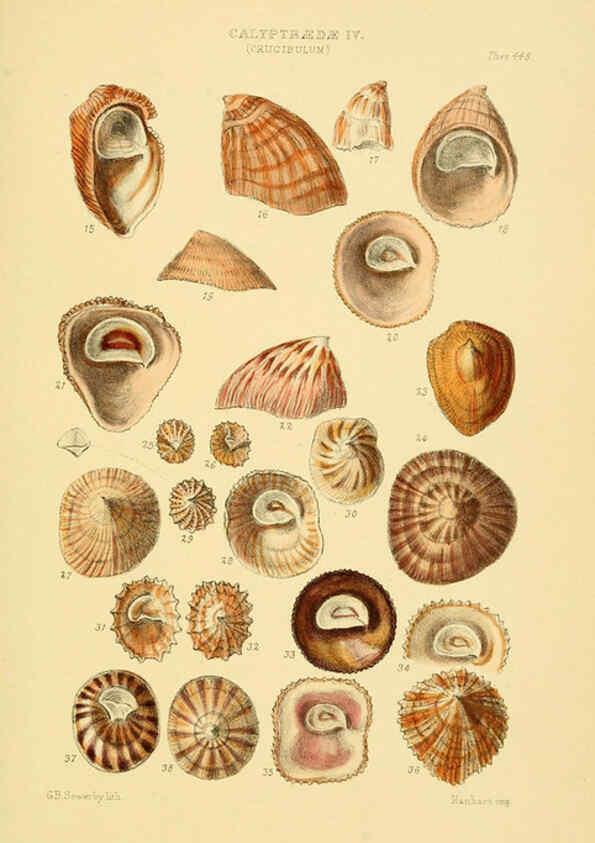 Reproducción/Reproduction 6102847891: Thesaurus conchyliorum, or, Monographs of genera of shells v.5 plates. London :Sowerby ...,1847-1887