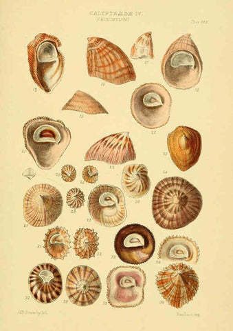 Reproducción/Reproduction 6102847891: Thesaurus conchyliorum, or, Monographs of genera of shells v.5 plates. London :Sowerby ...,1847-1887