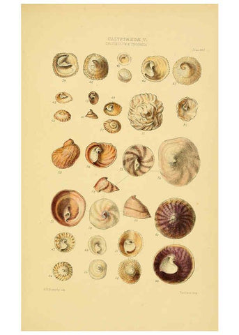 Reproducción/Reproduction 6103394282: Thesaurus conchyliorum, or, Monographs of genera of shells v.5 plates. London :Sowerby ...,1847-1887