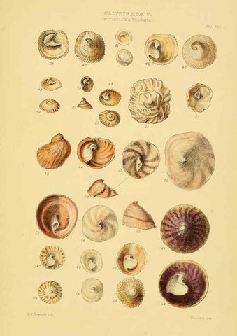 Reproducción/Reproduction 6103394282: Thesaurus conchyliorum, or, Monographs of genera of shells v.5 plates. London :Sowerby ...,1847-1887