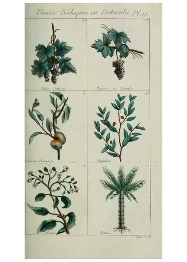 Reproducción/Reproduction 6103990256: Plantes usuelles, indigènes et exotiques Paris :Duprat-Duverger,1809