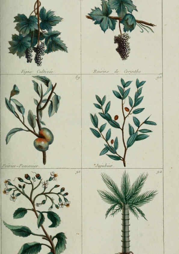 Reproducción/Reproduction 6103990256: Plantes usuelles, indigènes et exotiques Paris :Duprat-Duverger,1809